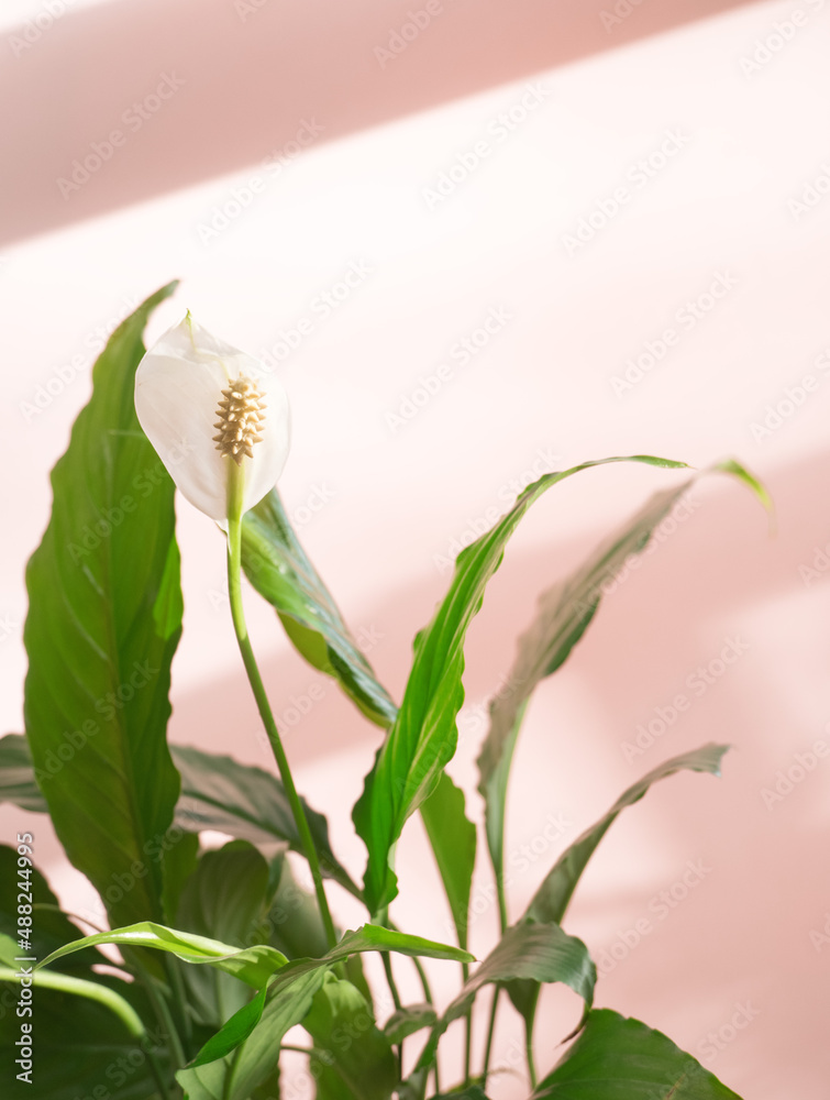 Spathiphyllum white flower and green leaf on a pink background, in the sun close-up. Single leaf Sweet Chico white bloom on a white background, close-up, copy space, space for text. Houseplant