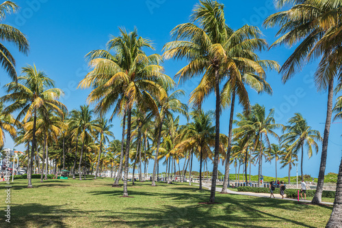 Palm Trees  Green on Blue