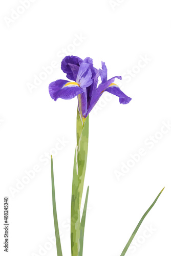 the iris flower stands isolated on a white background	
