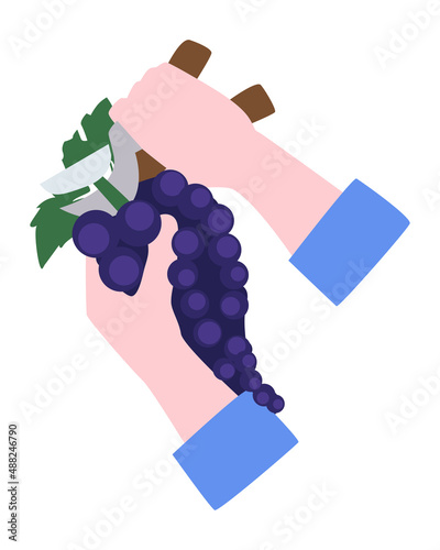 Grape picking. Hands cut a ripe bunch of grapes. Flat vector illustration. Eps10
