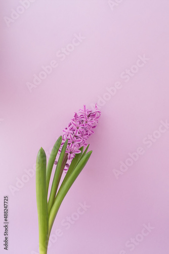 Bright pink hyacinth on a pink vertical background.