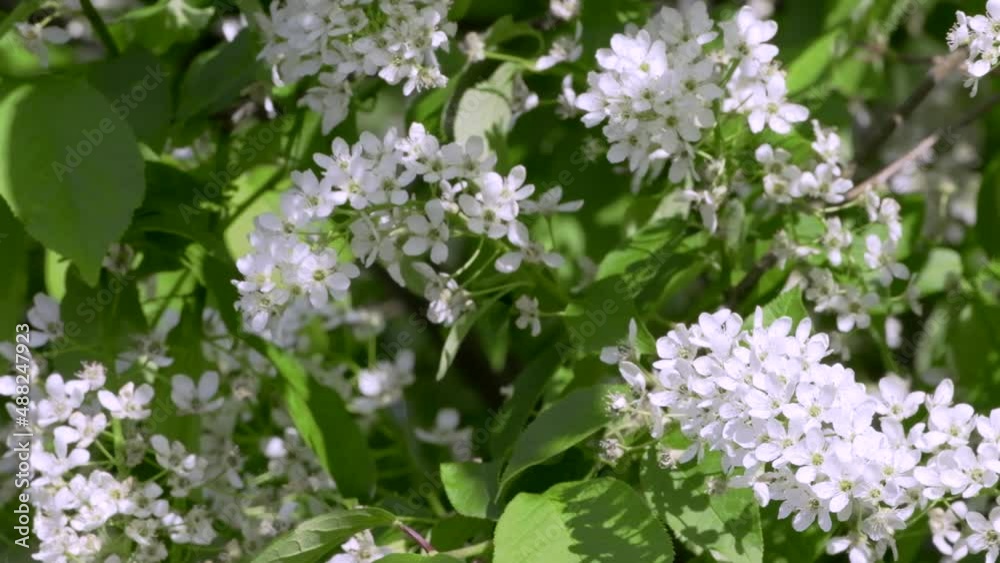 Beautiful bird cherry blossoms in the spring tree in wind video. Bird-cherry tree in blossom. Tree with white small little blossoms. Blooming tree in spring Beautiful bird cherry blossoms in the spring tree in wind video. Bird-cherry tree in blossom. Tree with white small little blossoms. Blooming tree in spring
