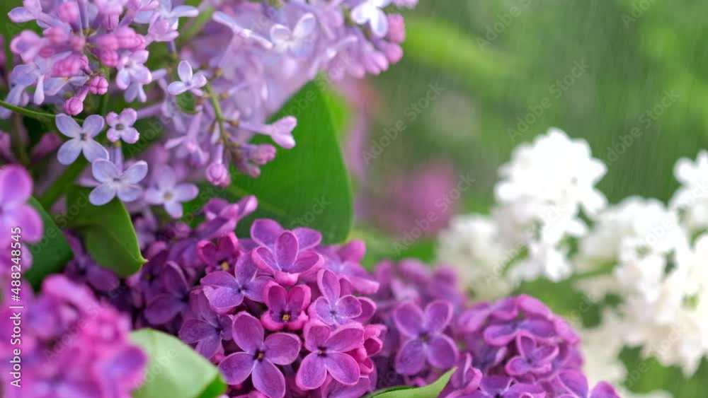 Beautiful Lilac after rain. Nature backdrop. Blurred floral romantic spring background. Branches of flowering or blossoming lilac. Blooming flowers Syringa vulgaris. Macro, close up, closeup Beautiful Lilac after rain. Nature backdrop. Blurred floral romantic spring background. Branches of flowering or blossoming lilac. Blooming flowers Syringa vulgaris. Macro, close up, closeup