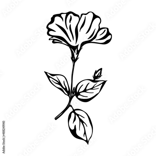 Hand drawn black color hibiscus flower