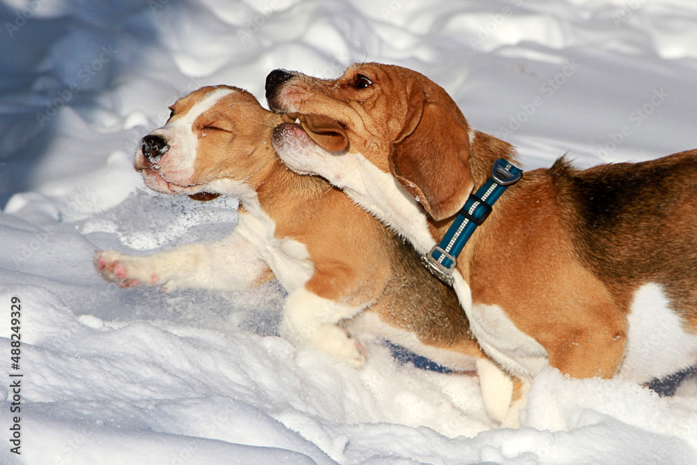 beagle dogs playing in the snow