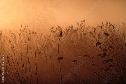 Misty morning in a meadow