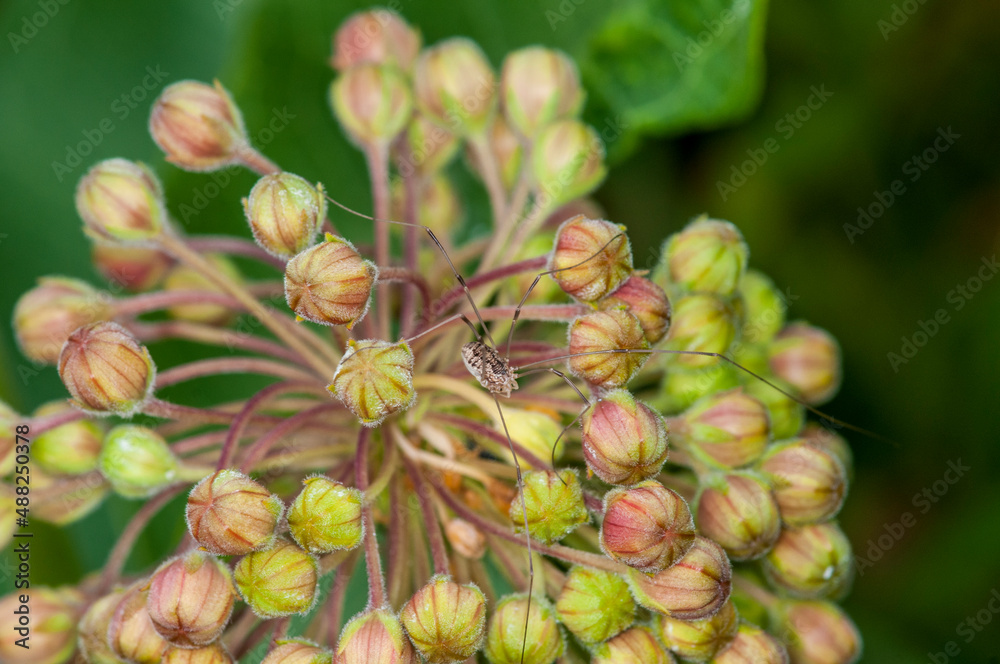 Harvestman spider or Daddy-long-legs, on milkweed plant.