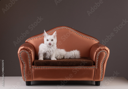 Young maine coon cat sitting on a sofa