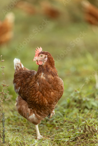 Portrait of a free-range hen