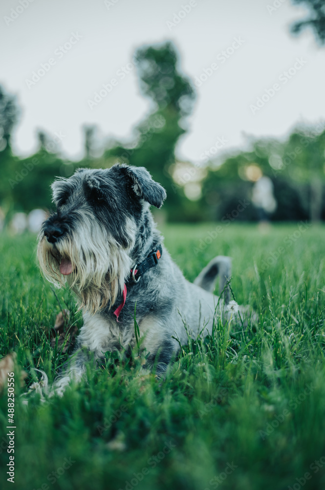 Beautiful dog in a dog park playing and having fun