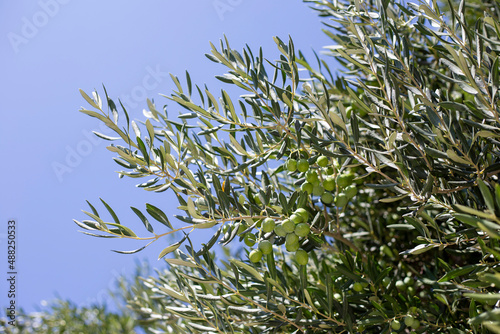 Olive tree branch with green olives on the blue sky backgound