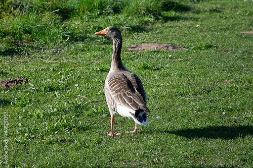 goose on the grass