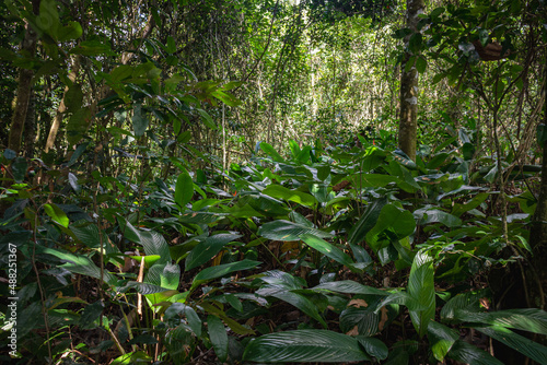Paisagem da natureza com mata tropical fechada 