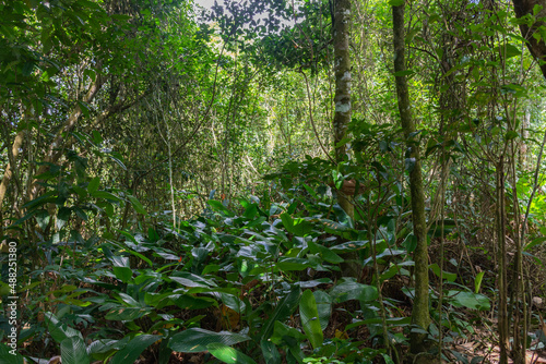 Paisagem da natureza com mata tropical fechada 