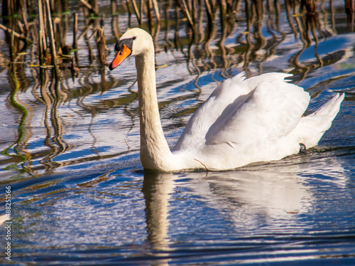 swan on the water