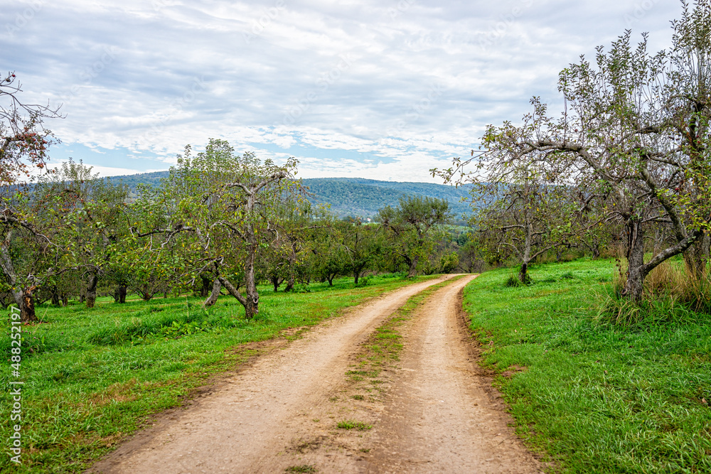 Apple orchard fruit trees in fall farm countryside with footpath tractor road through garden rows green grass in Virginia mountains