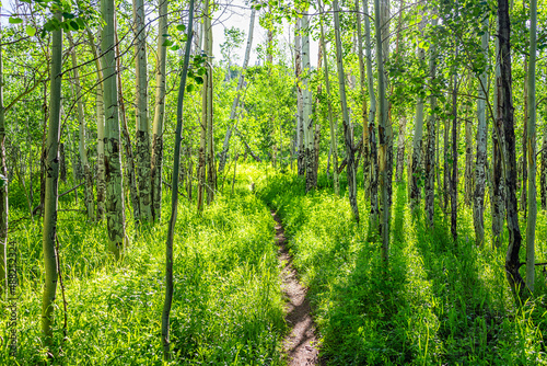Quaking aspen forest in Sunnyside Trail in Aspen  Colorado in Woody Creek area summer with lush green foliage and footpath road path on sunny day and nobody