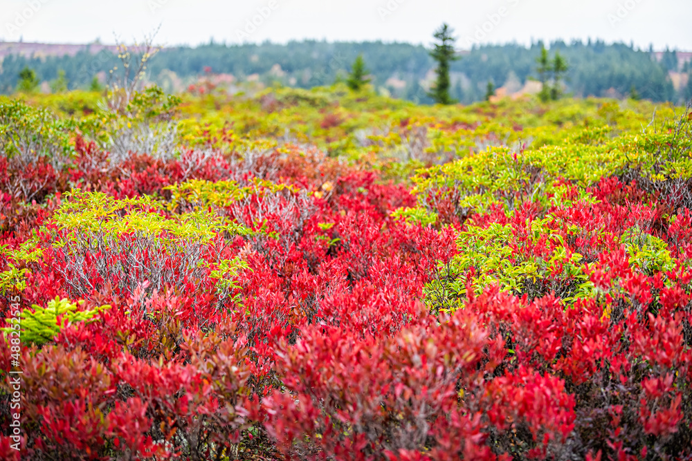Wide angle view on Allegheny mountains at Bear rocks in autumn fall season in Dolly Sods, West Virginia with red colorful bilberry bushes