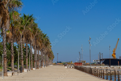 landscape with palms in the promenade of cadiz
