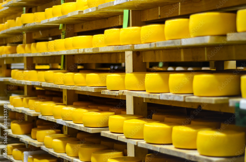 Rows of cheese on wooden shelves at cheese making factory. Drying the cheese in a storage rack. Wheels of yellow cheese in store at milk factory. Dairy plant. Food industry. .Storehouse Rows of cheese on wooden shelves at cheese making factory. Drying the cheese in a storage rack. Wheels of yellow cheese in store at milk factory. Dairy plant. Food industry. .Storehouse