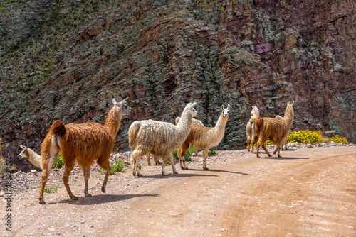 Argentina, in northern part of Argentina Guanacos in a beautiful landscape.