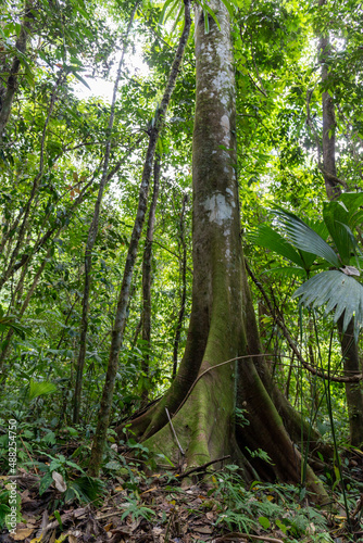 Fototapeta Naklejka Na Ścianę i Meble -  Large old tree in the rainforest of Costa Rica