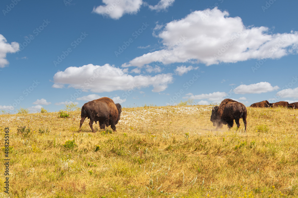 2-Bison Bulls Battle in Custer State Park -The Bulls Approach Each Other