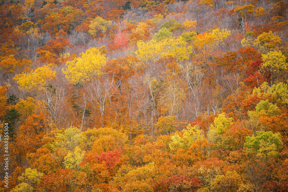 Trees showing autumn fall colors on a hillside near Stafford, Vermont