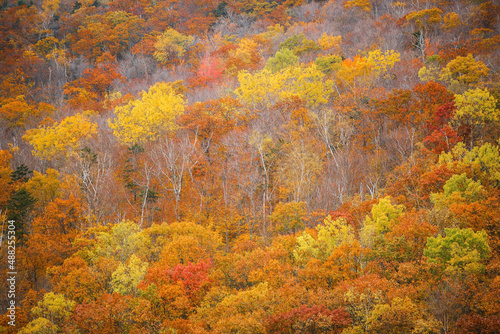 Trees showing autumn fall colors on a hillside near Stafford, Vermont