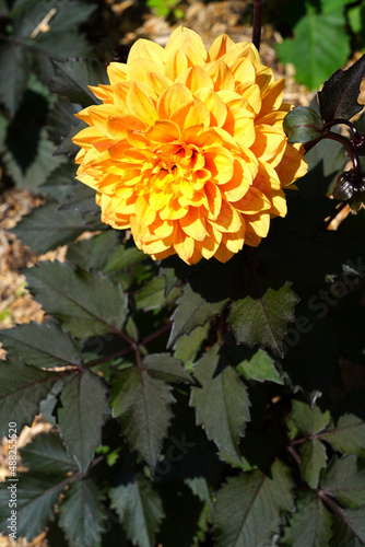 Orange and yellow  dahlia flower with dark foliage growing in the fall garden