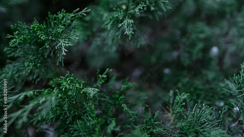 Close up dark green bush swaying wind in beauty forest. Green bush in spring Close up dark green bush swaying wind in beauty forest. Green bush in spring