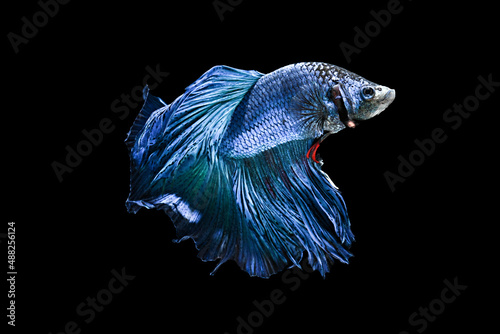 A beautiful and graceful blue betta fish