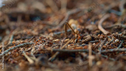 Tiny ants crawling in nest on brown autumn season ground grass in macro forest.