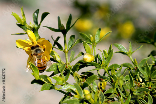 bee on a flower