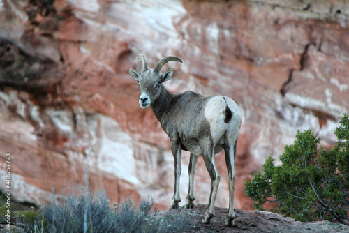 mountain goat on the rock