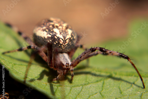 spider in the garden