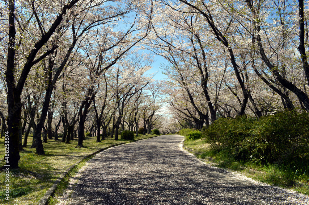 A park on a sunny spring day, A row of cherry blossom trees on both sides of the promenade covered with scattered cherry blossom petals