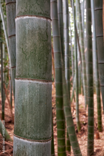 Bamboo grove forest. Nagoya. Japan