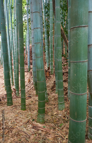 Bamboo grove forest. Nagoya. Japan photo