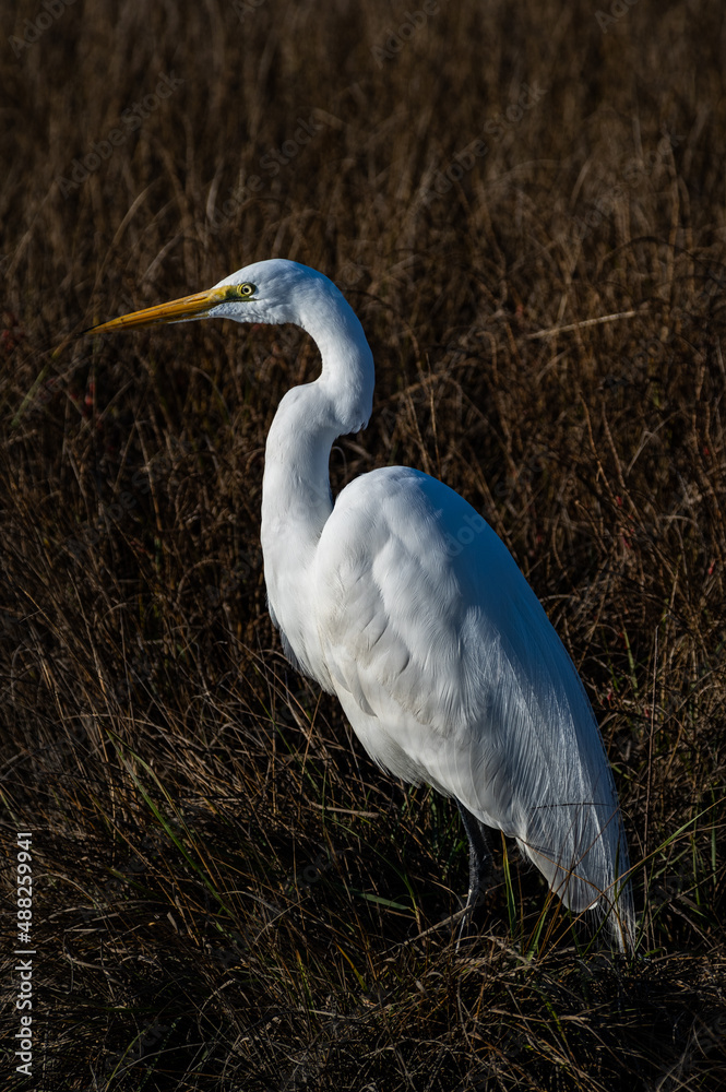 Fototapeta premium Great Egret with Marsh Grass Background