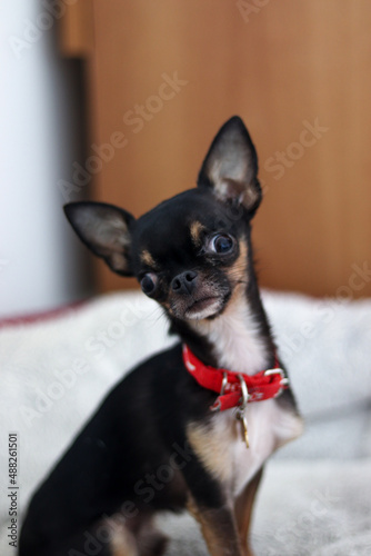 Картината върху платно black brown and white chiguagua dog resting on a red bed with white background