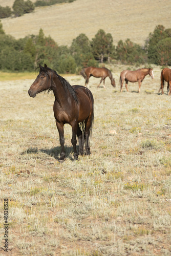 Wild Horses © Terri Cage 