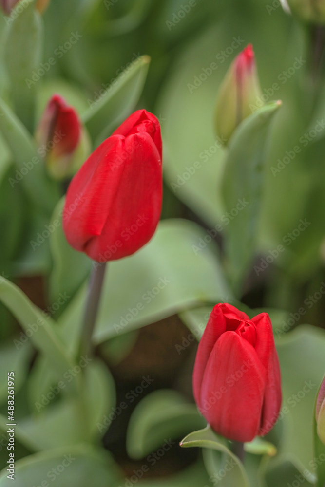 Fototapeta premium red tulips in garden