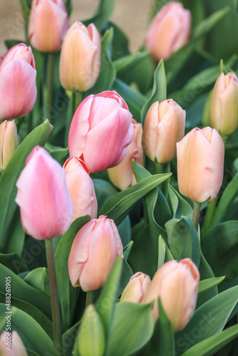 bouquet of tulips
