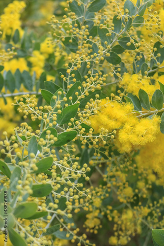 yellow flowers in the garden
