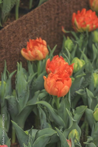 tulips in garden