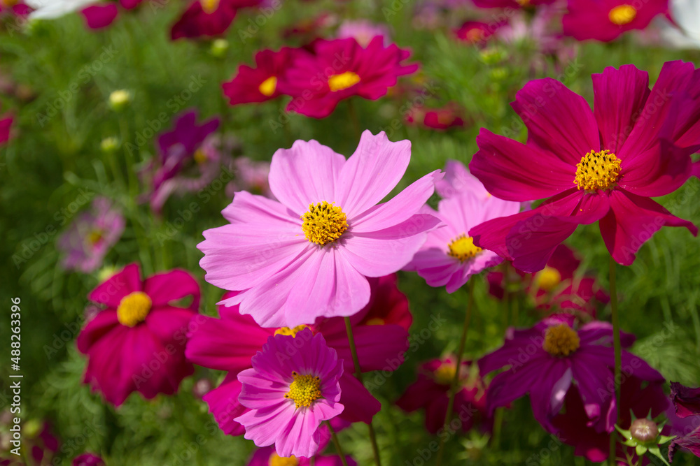 Cosmos flower field in the field. background. Cosmos flower field in the field. background.