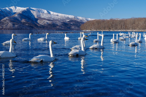swans in lake, beautiful Lake Kussharo in winter, Hokkaido in Japan