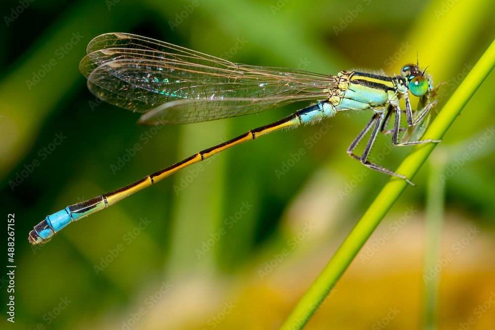 dragonfly on a leaf dragonfly on a leaf