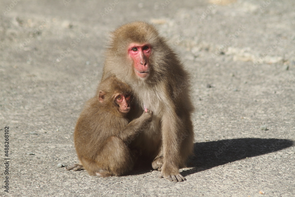 Naklejka premium Wild Mother Japanese monkey (Snow monkey) is holding a baby monkey in her arms. 
